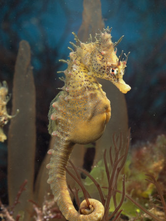 Male Sea Horse with Pouch Visible, Studio Shot, Australia