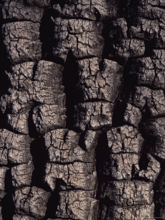 Buy Shea Tree Bark at AllPosters.com