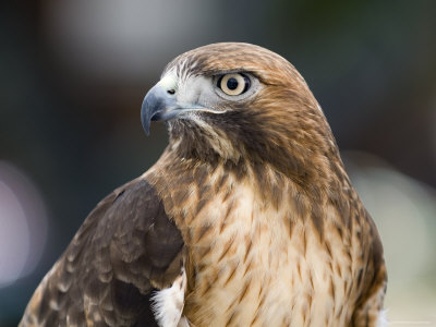Recovering Captive Red-Tailed Hawk, California