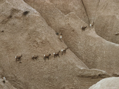 Buy Overview of American Bighorn Sheep Filing Across Hills of Rock at AllPosters.com