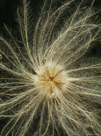 Buy Magnified View of a Yellow Mountain Avens Seedhead, Alaska at AllPosters.com