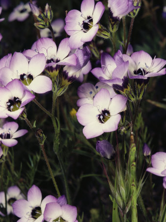 Buy Patch of Wildflowers with White, Purple-Edged Petals, California at AllPosters.com