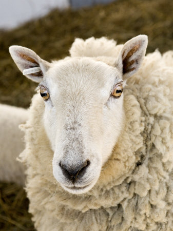 Portrait of a Sheep with Ear Tag, Pennsylvania