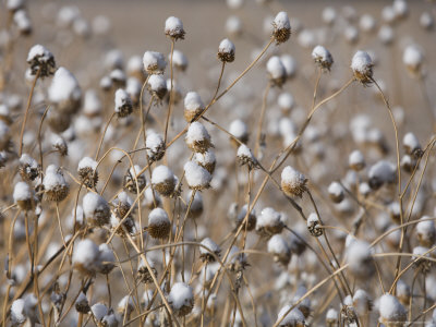 Buy Snow Covering Wildflowers in Winter Flagstaff, Arizona at AllPosters.com
