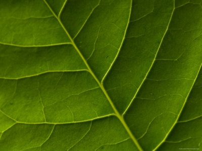 Buy The Veins of a Leaf Found at Spring Creek Prairie near Denton at AllPosters.com