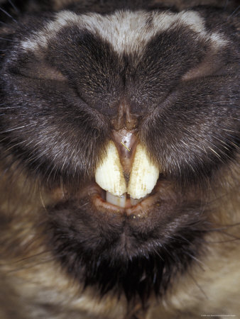 Buy Southern Hairy-Nosed Wombat Incisor Teeth and Nose Snout Detail, Australia at AllPosters.com