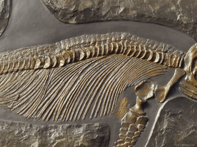 The Ribs and Spine of Ichthyosaur Fossil Stenopterygius Quadriscissus, Australia