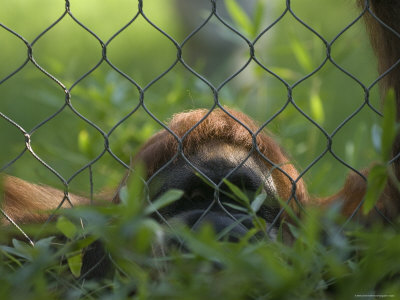 Sumatran Orangutan Male Named Chewbacca at the Sedgwick County Zoo, Kansas