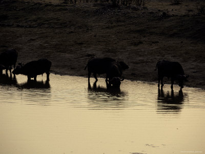 Silhouettes of Cape Buffalo Drink at a Waterhole Reflecting the Sunset