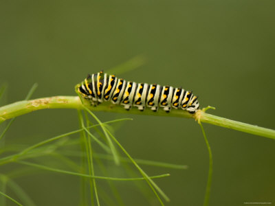 Swallowtail Butterfly Caterpillar at the Lincoln Children