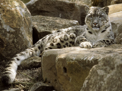 The Watchful Stare of a Snow Leopard Belies its Relaxed Appearance, Melbourne Zoo, Australia
