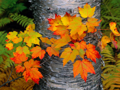 Buy Sugar Maple Leaves Set against the Trunk of a Yellow Birch Tree at AllPosters.com