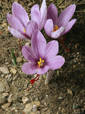 Buy Three Lovely Saffron Crocus Blossoms Spring from the Earth, California at AllPosters.com