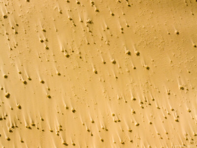 Buy Windswept Saharan Sand and Clumps of Vegetation, Niger at AllPosters.com