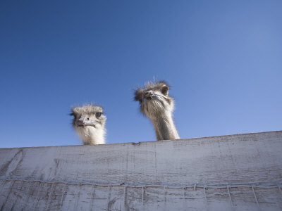Buy Two Ostrich Looking over a Fence, Arizona at AllPosters.com