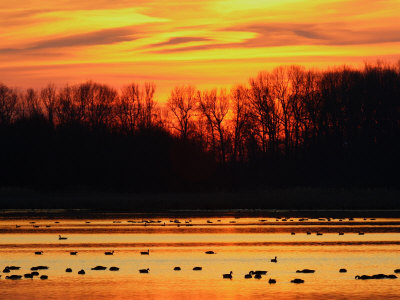 Buy Scene at Bombay Hook National Wildlife Refuge, Delaware at AllPosters.com