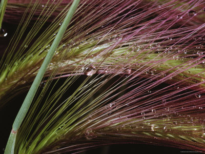 Buy Two Sprays of Grass with Dewdrops Caught in Them at AllPosters.com