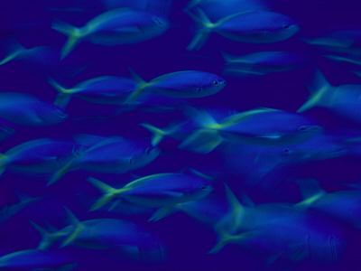 Buy School of Fusilier Fish at AllPosters.com