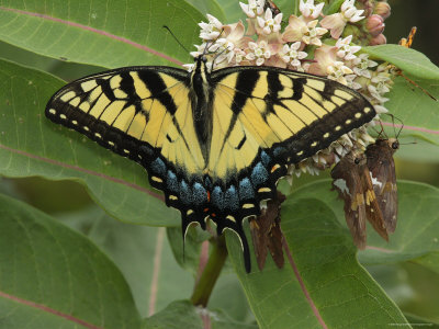 Tiger Swallowtail Sips Milkweed Nectar