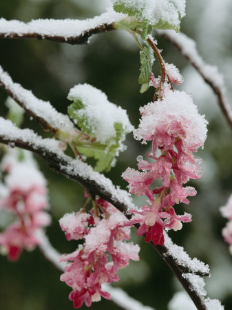 Buy Wild Currant Blossoms Encased in Snow, Oregon at AllPosters.com