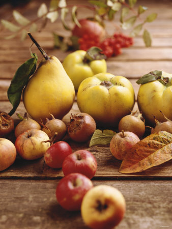 Autumn Fruits: Quinces, Medlars, Rowan Berries, Apples & Pears