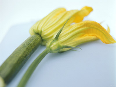 Courgette Flowers: Female with Fruit and Male with Stalk
