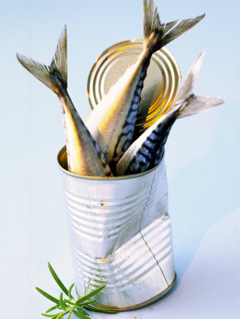 Three Fish (Mackerel) in a Tin