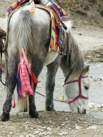 Buy White Horse with Colorful Ribbons and Pack Blankets, in Lo Monthang, Mustang at AllPosters.com