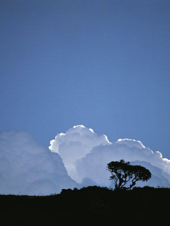 Buy White Cumulus Clouds Billow Up Behind a Lone Tree on a Hilltop at AllPosters.com