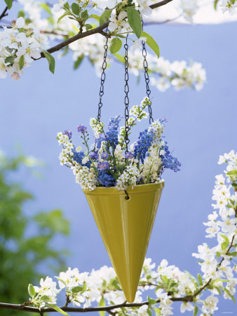Spring Flowers in Hanging Vase on Flowering Cherry Tree