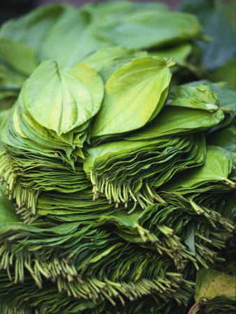 Betel Leaves (Spice Plant from India/Asia)