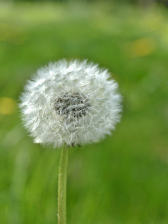 A Dandelion Clock in a Field