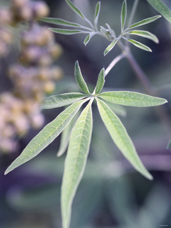 Wild Growing Hemp