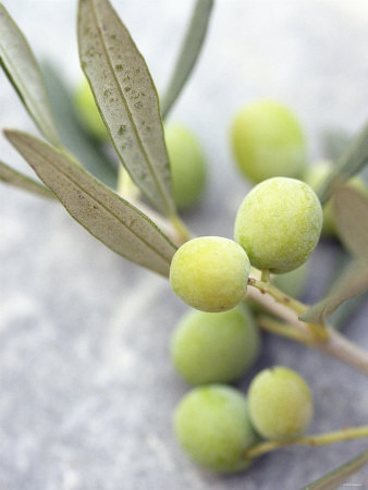 Olive Sprig with Green Olives