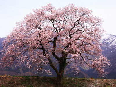 Cherry Blossoms
