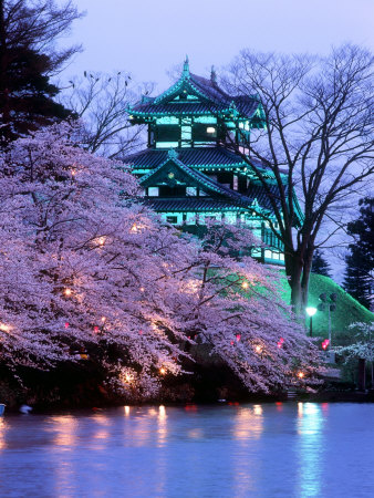 Cherry Blossoms