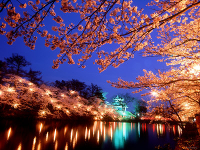 Cherry Blossoms and Takada Castle