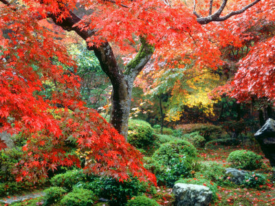 Garden with Maple Trees in Enkouin Temple, Autumn, Kyoto, Japan,