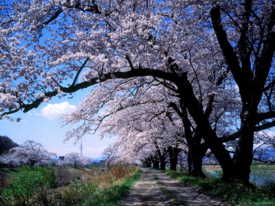 Row of Cherry Trees