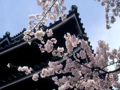Cherry Blossoms, Matsue Castle, Shimane, Japan