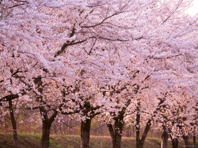Row of Cherry Trees