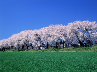 Row of Cherry Trees