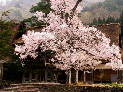 Old Farm House and Cherry Blossoms