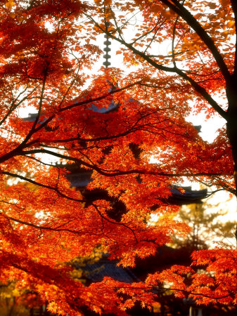 Maple Leaves and Shinnyo-Do Temple