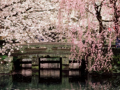 Buy Cherry Blossoms, Mishima Taisha Shrine, Shizuoka at AllPosters.com