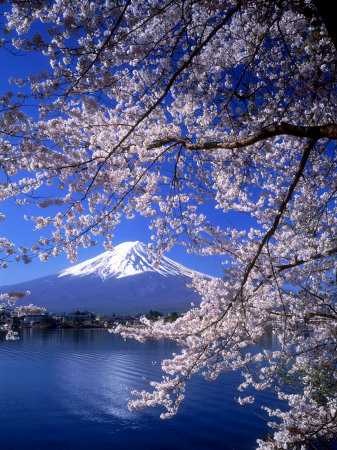 Cherry Blossoms and Mt. Fuji