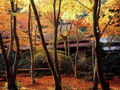 Maple Trees at Giou-Ji Temple in Autumn, Kyoto, Japan