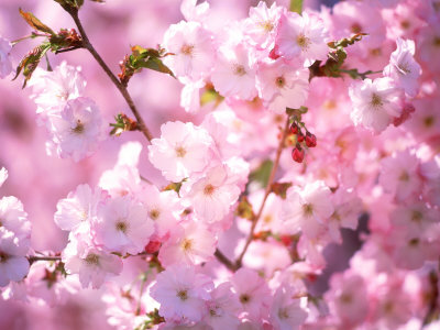 Cherry Blossoms