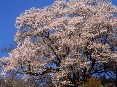 Old Cherry Tree