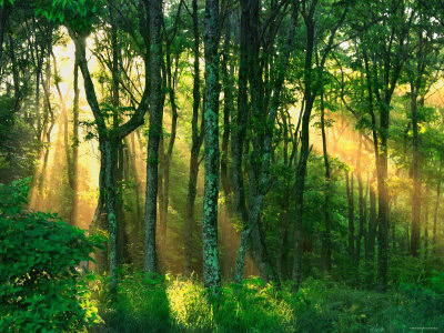 Sunbeams Through the Trees